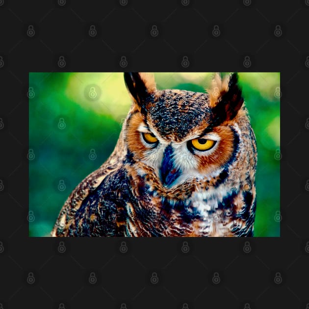 Owl Bird by PhotoDesigns