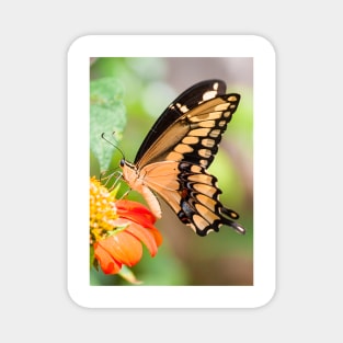 Giant Swallowtail Butterfly Magnet