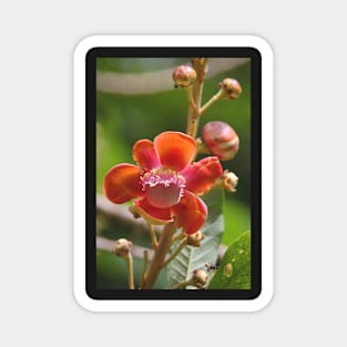 Cannonball Tree Flowers and Buds Magnet