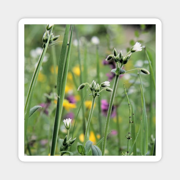 Lightness of Being - Early summer meadow flowers Magnet by WesternExposure