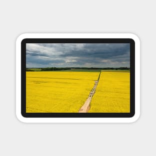 Agricultural landscape, fields of yellow colza under moody cloudy sky Magnet