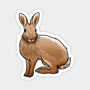 Cottontail Rabbit Magnet