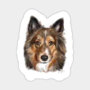 Sheltie Shetland Sheepdog Magnet