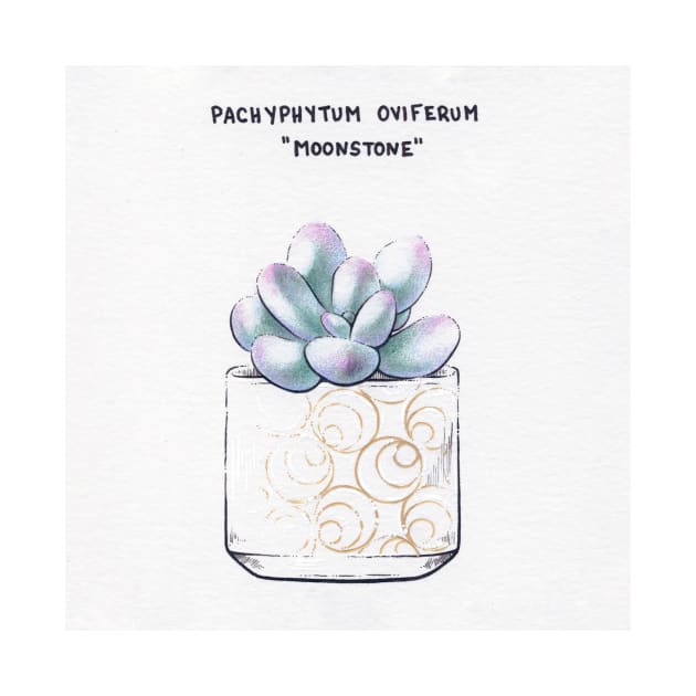 Moonstone Succulent by SBuzzard