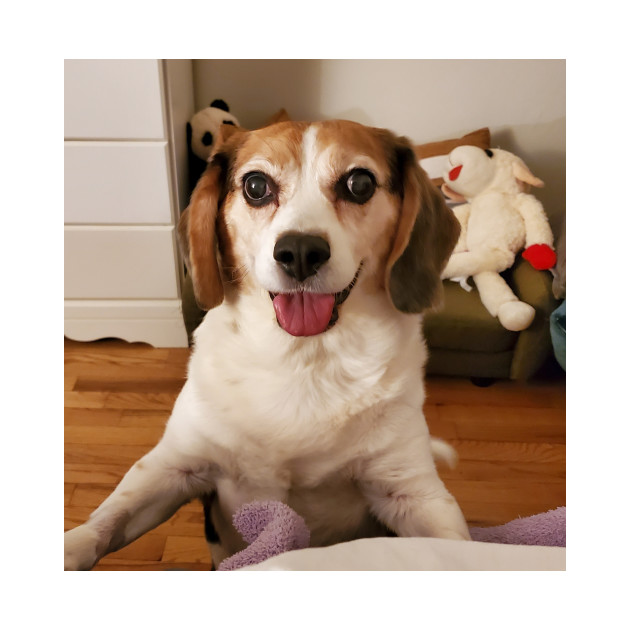 The Happy Beagle by Layla's Surgery Fundraiser