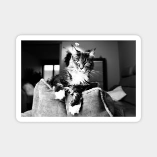 Cat main coon black and white II / Swiss Artwork Photography Magnet