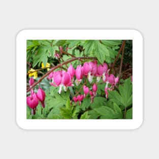 Bleeding Heart Magnet