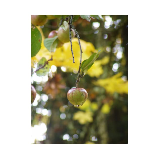 Autumn Sun rays #9, raindrops on apple by DlmtleArt