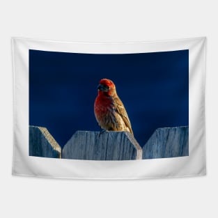 Red House Finch Tapestry