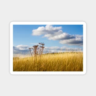 Queen Annes Lace in the Afternoon Magnet