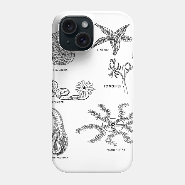 Sea Creatures | Star Fish Sea Cucumber Sea Urchin Phone Case by encycloart