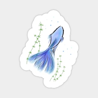 Betta Fish Blue Magnet