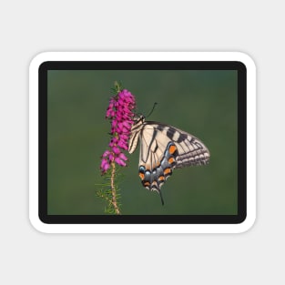 Tiger Swallowtail Butterfly on heather Magnet