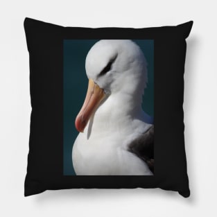 Black-browed Albatross - Saunders Island, the Falklands Pillow