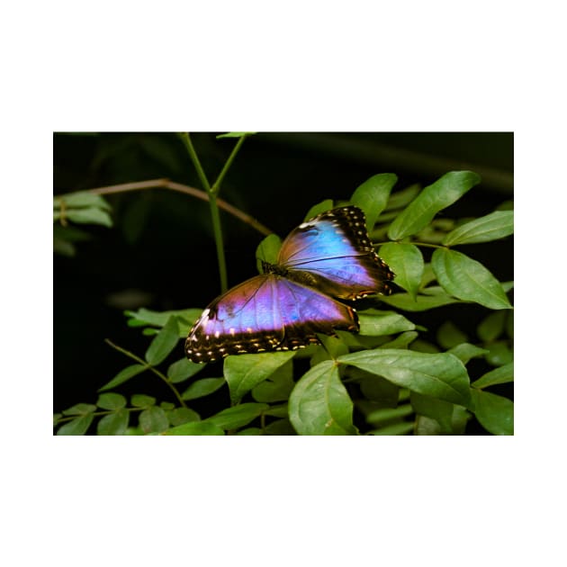 Blue Morpho Butterfly by Rob Johnson Photography