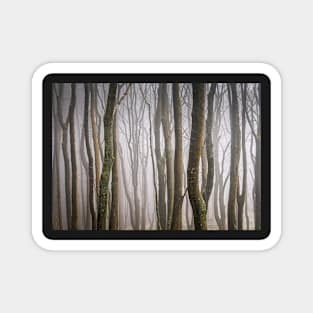 Misty Wood Magnet