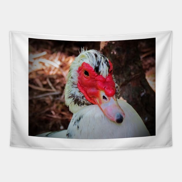 Muscovy Duck Tapestry by Cynthia48