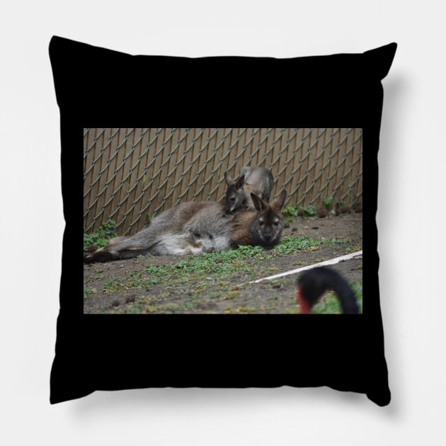 Wallaby and Joey Pillow by MarieDarcy