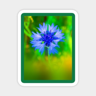 Cornflower Close Up Magnet