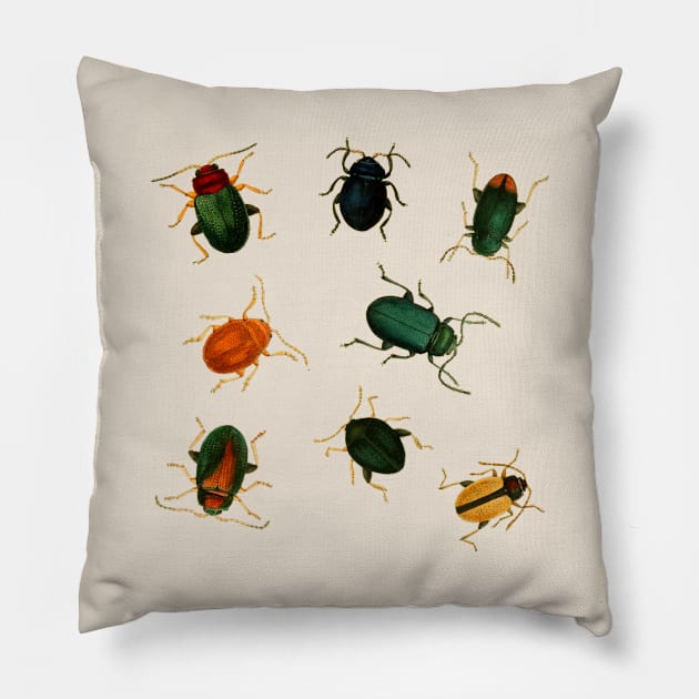 Vintage Beetle Bugs - 8 Beetles Pillow by softbluehum