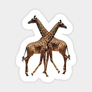 Giraffes Magnet