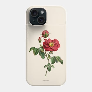 Damask Rose Antique Botanical Illustration Phone Case