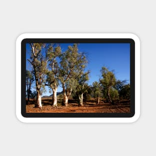 Gum trees in Outback Australia Magnet