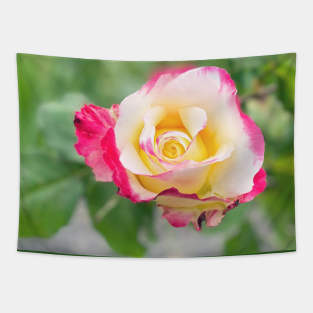 Rose in Spring Tapestry