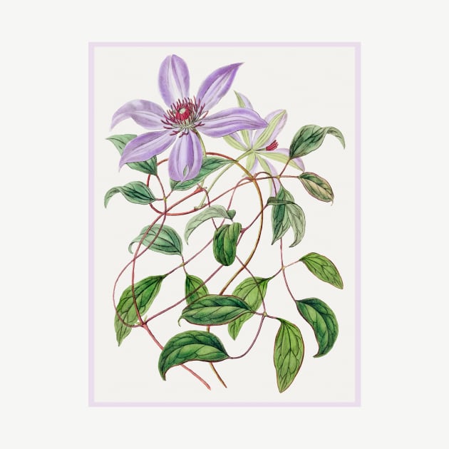 Violet Clematis Flower Branch by WAITE-SMITH VINTAGE ART