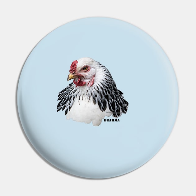 Brahma Chicken Pin by Sue Finch Photography and Design LLC