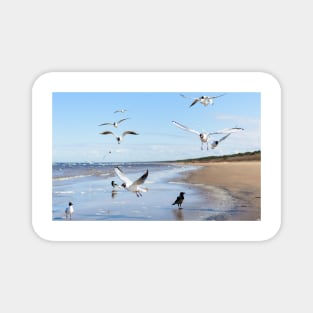 Flock of seagulls flying above the water Magnet