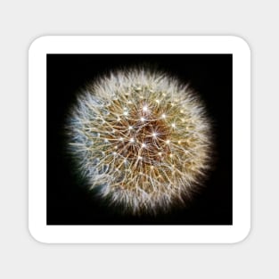 Twinkling Dandelion Clock(2) Magnet