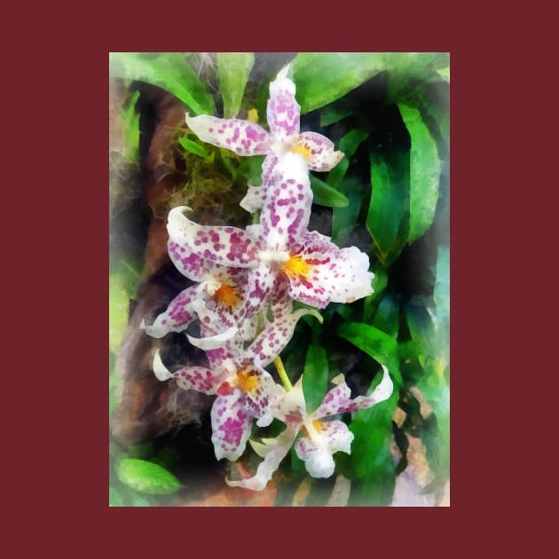 Elegant Beallara Orchid by SusanSavad