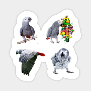 African Grey Sticker Pack Of 4 Photo Designs, great gift for African Grey Owners and Parrot Lovers. Magnet