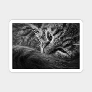 moody kitten b&w Magnet