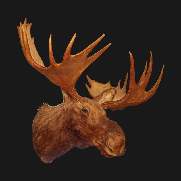 Moose Head by lightidea