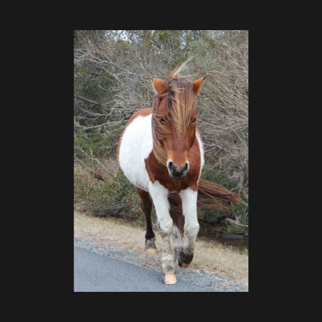 Assateague Pony - Virginia by searchlight