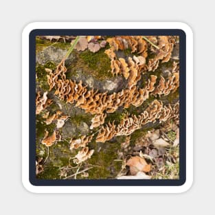 Bracket fungus Magnet