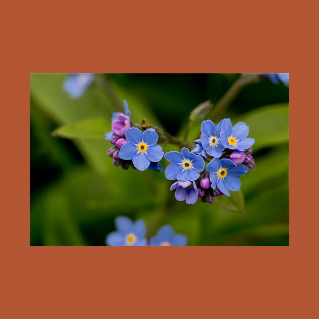 English Forget-me-not in Springtime by Violaman