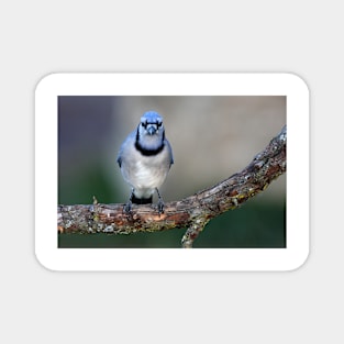 Blue Jay Magnet