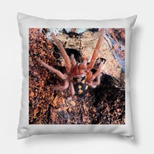 Hapalopus Colombia Pumpkin Patch Tarantula Pillow