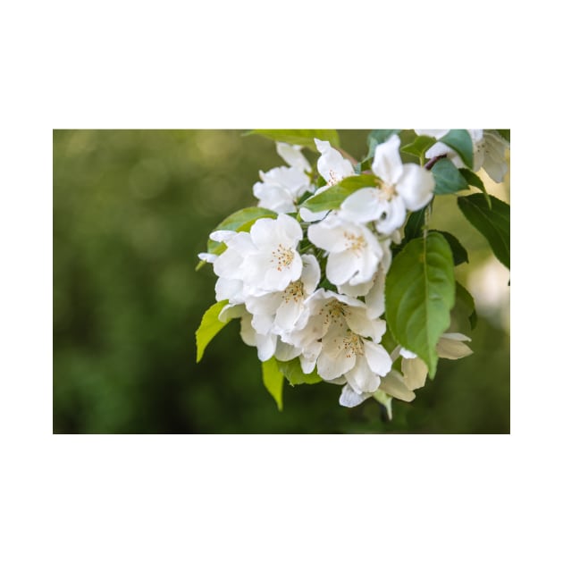 White Apple Blossoms Springtime by Amy-K-Mitchell