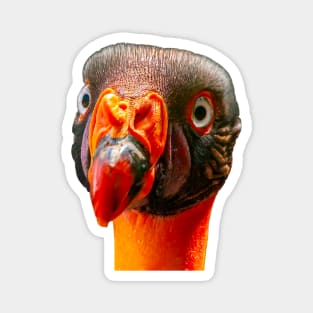 King Vulture Magnet