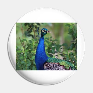 Peacock Portrait Pin