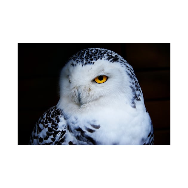 Snowy owl by kawaii_shop