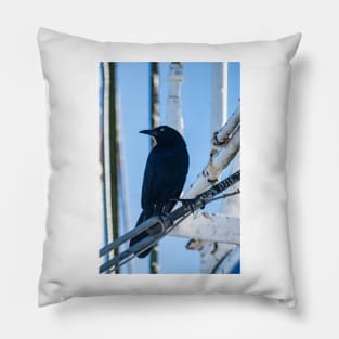 male boat-tailed grackle Pillow