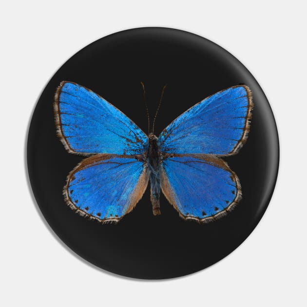 Special Blue Butterfly | Entomology Lover Pin by gronly