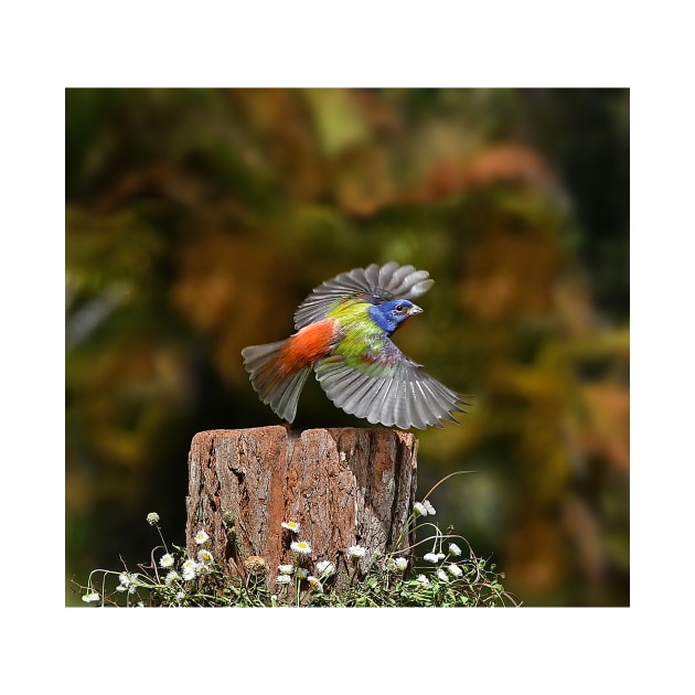 Painted Bunting Bird in Flying by candiscamera