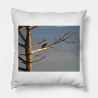 Crow on the dry tree Pillow