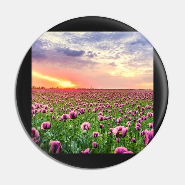 Sunset Fields of Purple Tulip Flowers Pin by Felicity-K